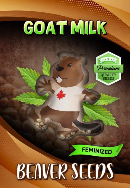 Goat Milk-image