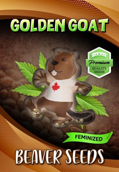 Golden Goat