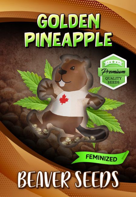 Golden Pineapple-image