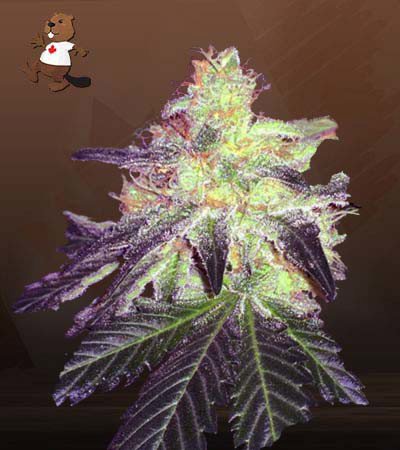 Gorilla Crush Regular