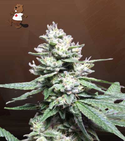 Gorilla Glue #4-image
