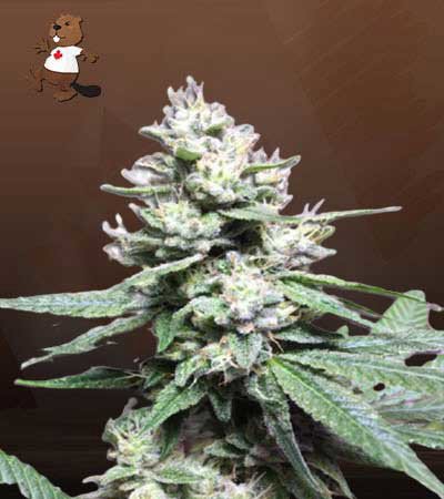 Gorilla Glue #4