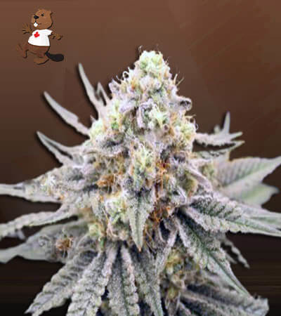 Gorilla Punch-image