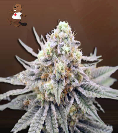 Gorilla Punch