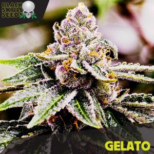 gelato-image