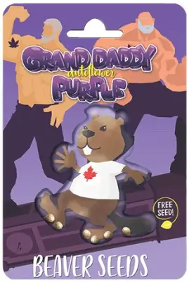 Grandaddy Purple Autoflowering