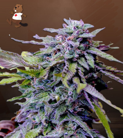 Granddaddy Purple-image