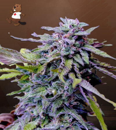 Granddaddy Purple