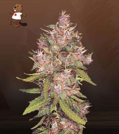 Grape Crush Gelato Regular-image
