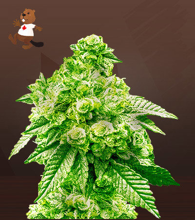 Grease Monkey