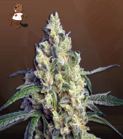 Green Dream-image