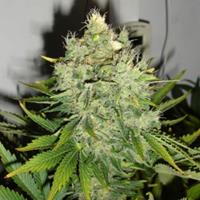 Pepper Jack Haze
