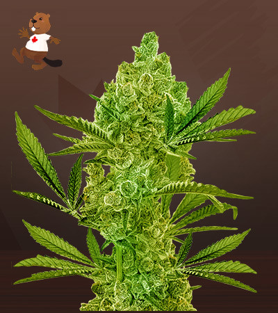 Gushers Feminized Fast Version-image