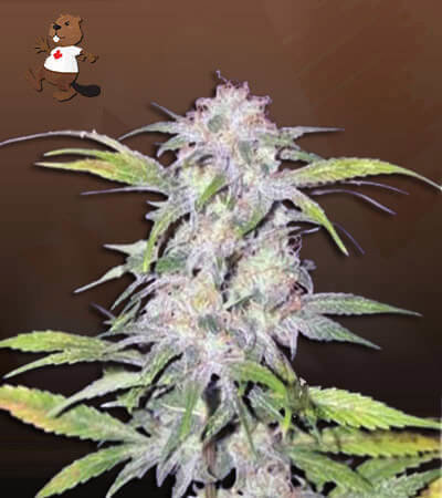 Hawaiian Skunk