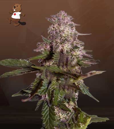 Himalaya Gold-image