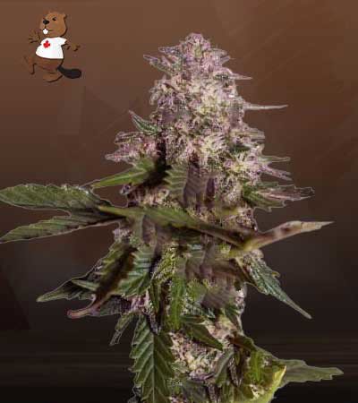 Himalaya Gold
