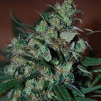 Power Bud