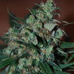 Power Bud