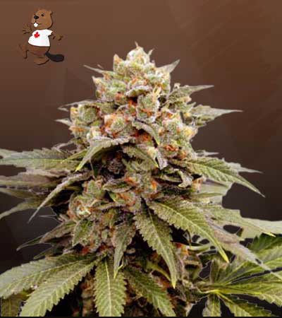 Ice Cream Breath