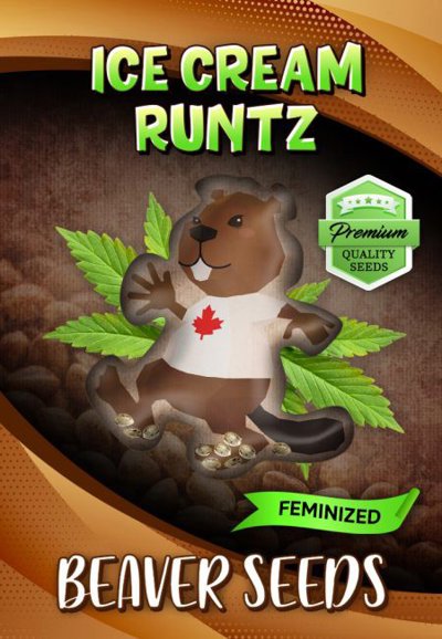 Ice Cream Runtz