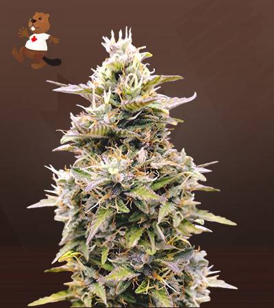 InterGarlactic Budder-image