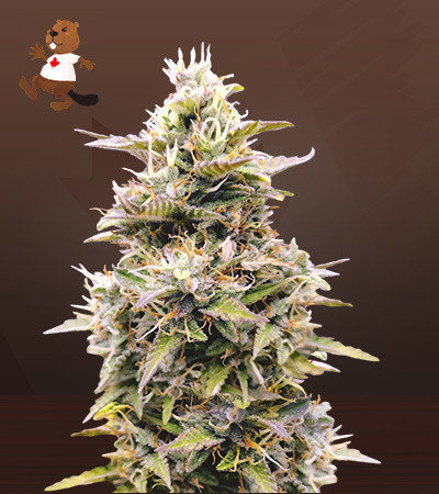 InterGarlactic Budder