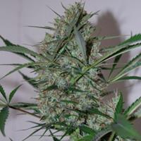 Speed Haze