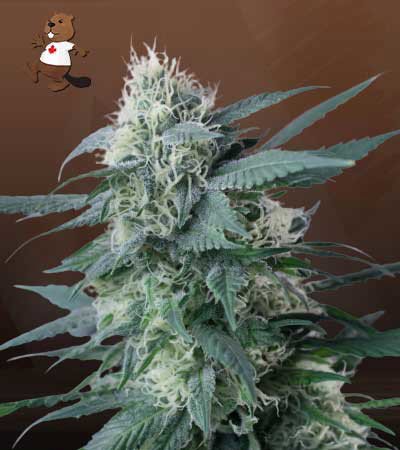 King’s Kush