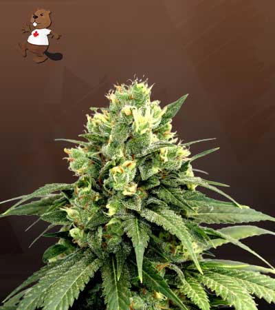 Kosher Cookies-image