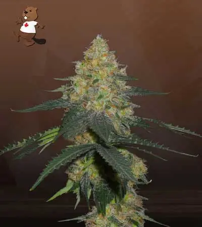 Kryptonite Autoflowering