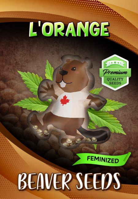 L’orange-image
