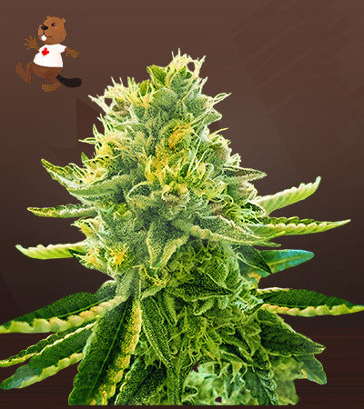 La Kush Cake
