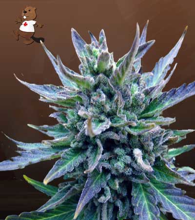 Lamb’s Breath-image
