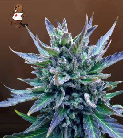 Lamb’s Breath