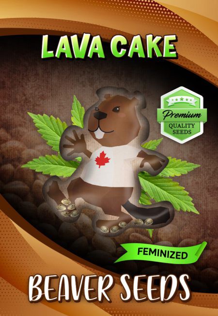Lava Cake-image