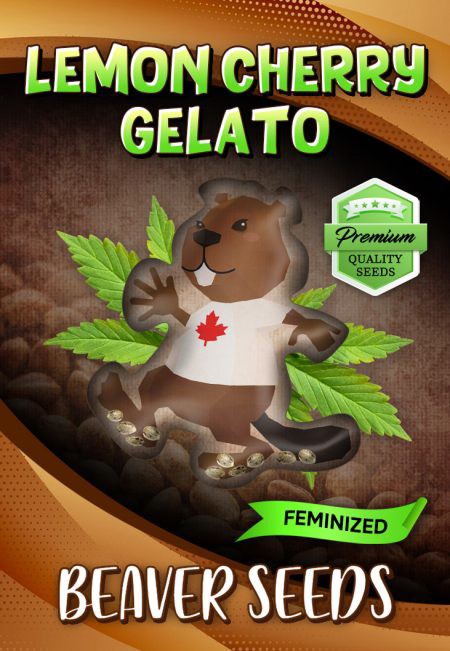 Lemon Cherry Gelato-image