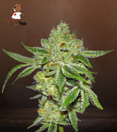 Lemon Diesel-image