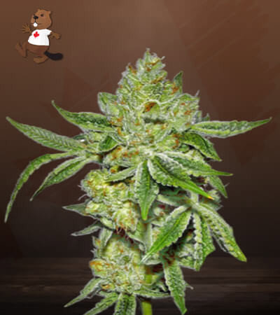 Lemon Diesel