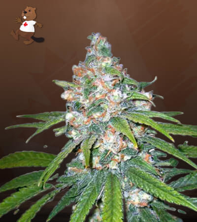 Lemon Haze Diesel-image