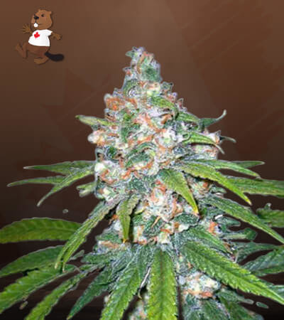 Lemon Haze Diesel