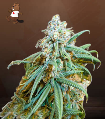 Lemon Kush