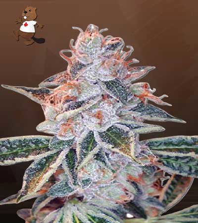 Lemon OG
