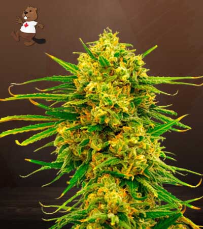 Lemon Tree-image