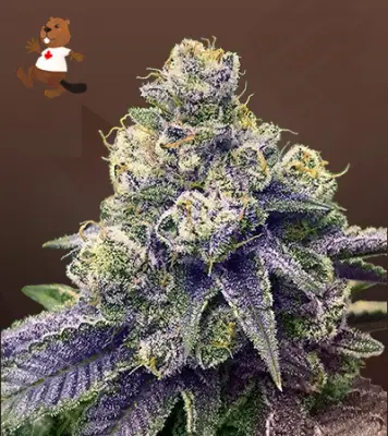 Lilac Diesel Autoflowering