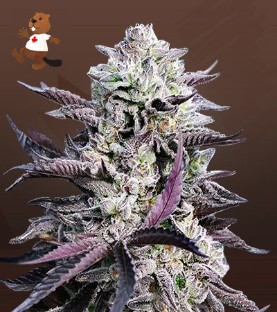 Mandarin Cookies-image