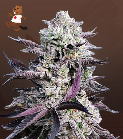 Mandarin Cookies