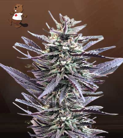 Mango Kush-image