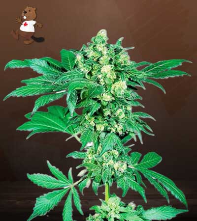 Maple Leaf-image