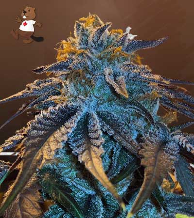 Master Kush-image