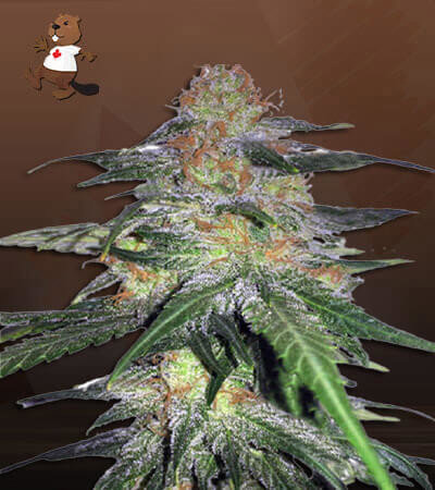 Melon Gum